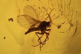 Fossil Cicada Larva, Ant & Flies In Amber #120662-2
